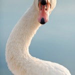 swan-1