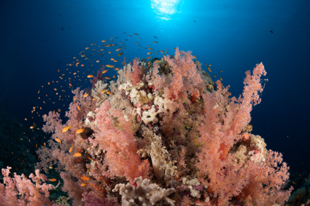 récif corallien mer rouge © Guillen