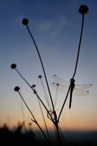 simard macro