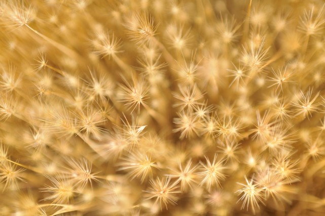 07 simard macro