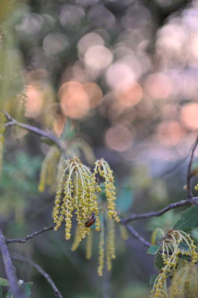 08 simard macro