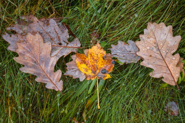 automne-18