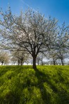 Obereggen/Allemagne. N'hésitez pas à diriger votre objectif en direction du soleil pour des compositions dynamiques.